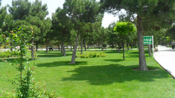 بوستان کاج